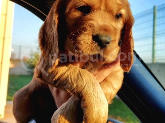 American Cocker görsel