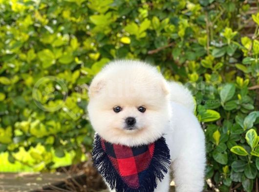 Yakışıklı Oğlumuz Pomeranian görsel