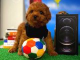 Muhteşem Güzellikte Toy Poodle Yavrusu