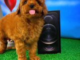 Muhteşem Güzellikte Toy Poodle Yavrusu