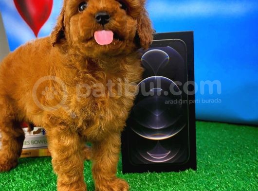 Muhteşem Güzellikte Toy Poodle Yavrusu görsel