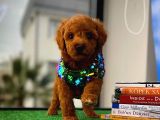 Muazzam Güzellikte Toy Poodle Yavrusu