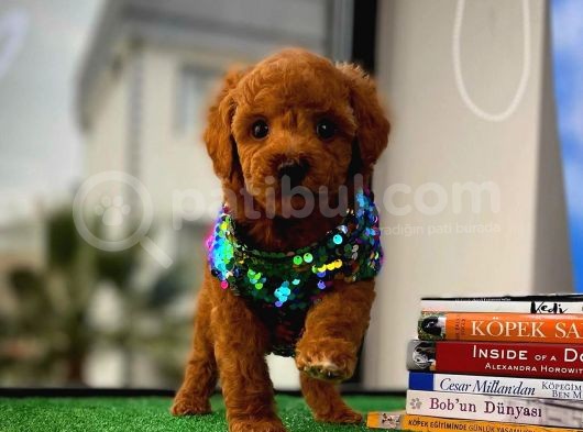 Muazzam Güzellikte Toy Poodle Yavrusu görsel