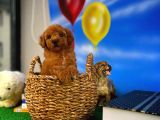 Muazzam Güzellikte Toy Poodle Yavrusu