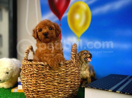 Muazzam Güzellikte Toy Poodle Yavrusu