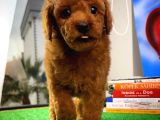 Muazzam Güzellikte Toy Poodle Yavrusu