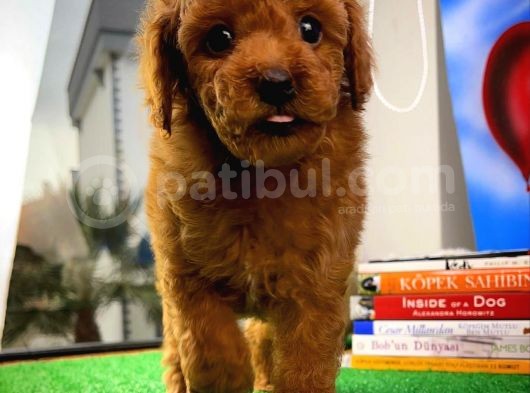 Muazzam Güzellikte Toy Poodle Yavrusu görsel