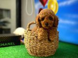 Yarişma Düzeyi̇nde Wc Eği̇ti̇mli̇ Toy Poodle