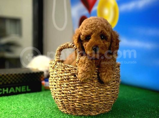 Yarişma Düzeyi̇nde Wc Eği̇ti̇mli̇ Toy Poodle görsel
