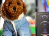 Yarişma Düzeyi̇nde Wc Eği̇ti̇mli̇ Toy Poodle