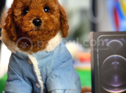 Yarişma Düzeyi̇nde Wc Eği̇ti̇mli̇ Toy Poodle