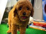 Yarişma Düzeyi̇nde Wc Eği̇ti̇mli̇ Toy Poodle