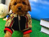 A Plus Kalitede Wc Eği̇timli Toy Poodle Yavrusu