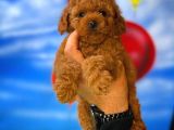 A Plus Kalitede Wc Eği̇timli Toy Poodle Yavrusu
