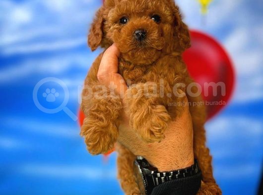 A Plus Kalitede Wc Eği̇timli Toy Poodle Yavrusu görsel