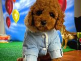 Yarişma Düzeyi̇nde Wc Eği̇ti̇mli̇ Toy Poodle
