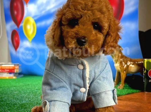 Yarişma Düzeyi̇nde Wc Eği̇ti̇mli̇ Toy Poodle görsel