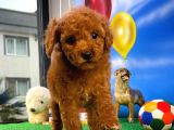 A Plus Kalitede Wc Eği̇timli Toy Poodle Yavrusu