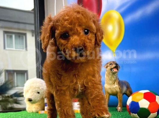 A Plus Kalitede Wc Eği̇timli Toy Poodle Yavrusu görsel