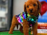 Muazzam Güzellikte Toy Poodle Yavrusu
