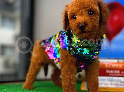 Muazzam Güzellikte Toy Poodle Yavrusu görsel