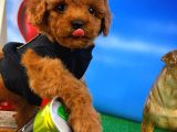 Muhteşem Güzellikte Toy Poodle Yavrusu