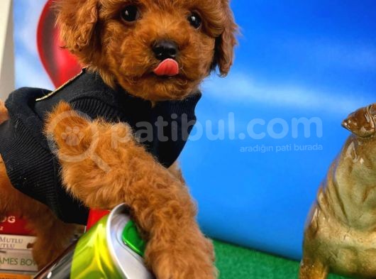 Muhteşem Güzellikte Toy Poodle Yavrusu görsel