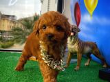 Muhteşem Güzellikte Toy Poodle Yavrusu