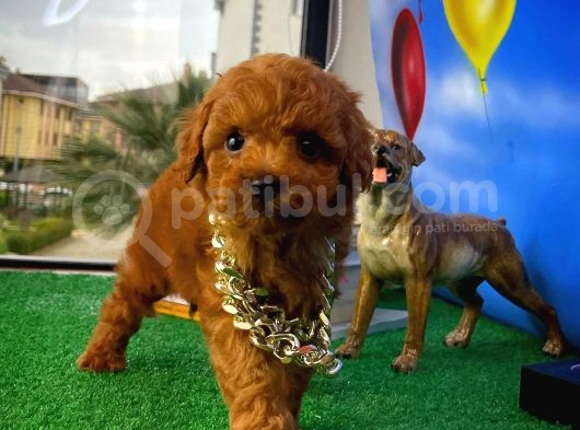 Muhteşem Güzellikte Toy Poodle Yavrusu görsel