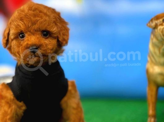 Muhteşem Güzellikte Toy Poodle Yavrusu görsel