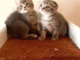 Scottish Fold Yavrular