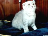 Scottish Fold Yavrular