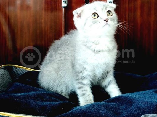 Scottish Fold Yavrular görsel