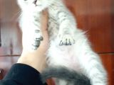 Scottish Fold Yavrular