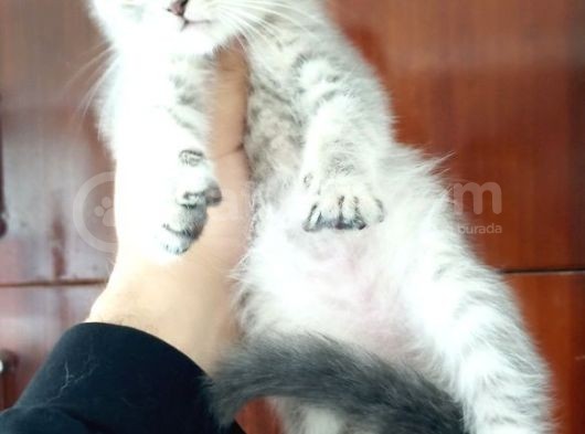 Scottish Fold Yavrular