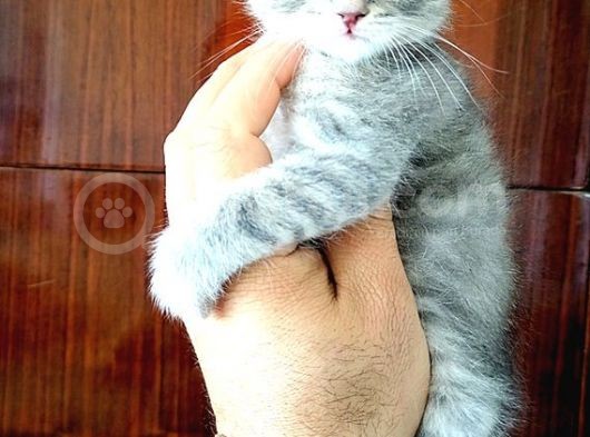 Scottish Fold Yavrular görsel