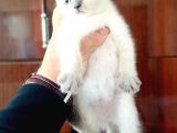 British Shorthair Yavruları