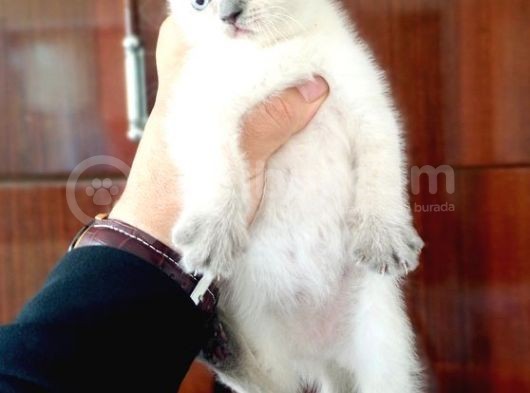 British Shorthair Yavruları