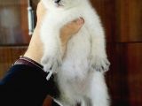 British Shorthair Yavruları