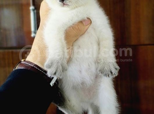 British Shorthair Yavruları görsel