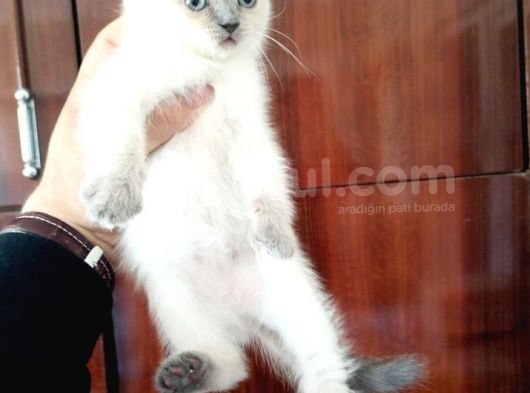 British Shorthair Yavruları görsel