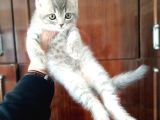 British Shorthair Yavruları