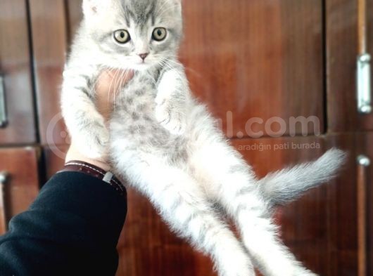 British Shorthair Yavruları görsel