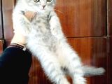 British Shorthair Yavruları