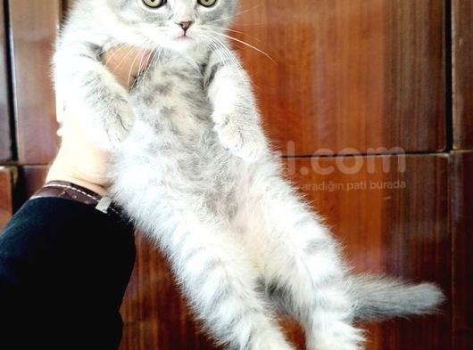 British Shorthair Yavruları görsel