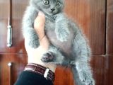 British Shorthair Yavruları
