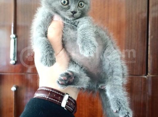 British Shorthair Yavruları görsel