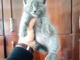 British Shorthair Yavruları