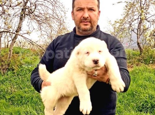 Alabay Yavrumuz Mükemmel Baba Mükemmel Anneden Emsalsiz Bir Yavru görsel