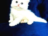 Muhteşem Güzellikte Safkan Ci̇nchilla Yavrularımız